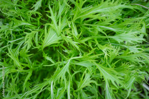 close up of fresh lettuce leaves