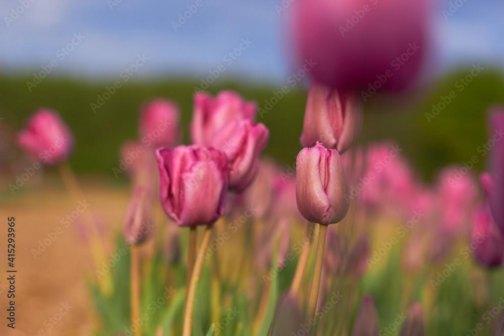 Fototapeta premium Beautiful tulips at the tulip festival. Beauty of nature. Spring, youth, growth concept. 
