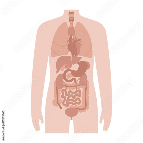 Internal organs in male body