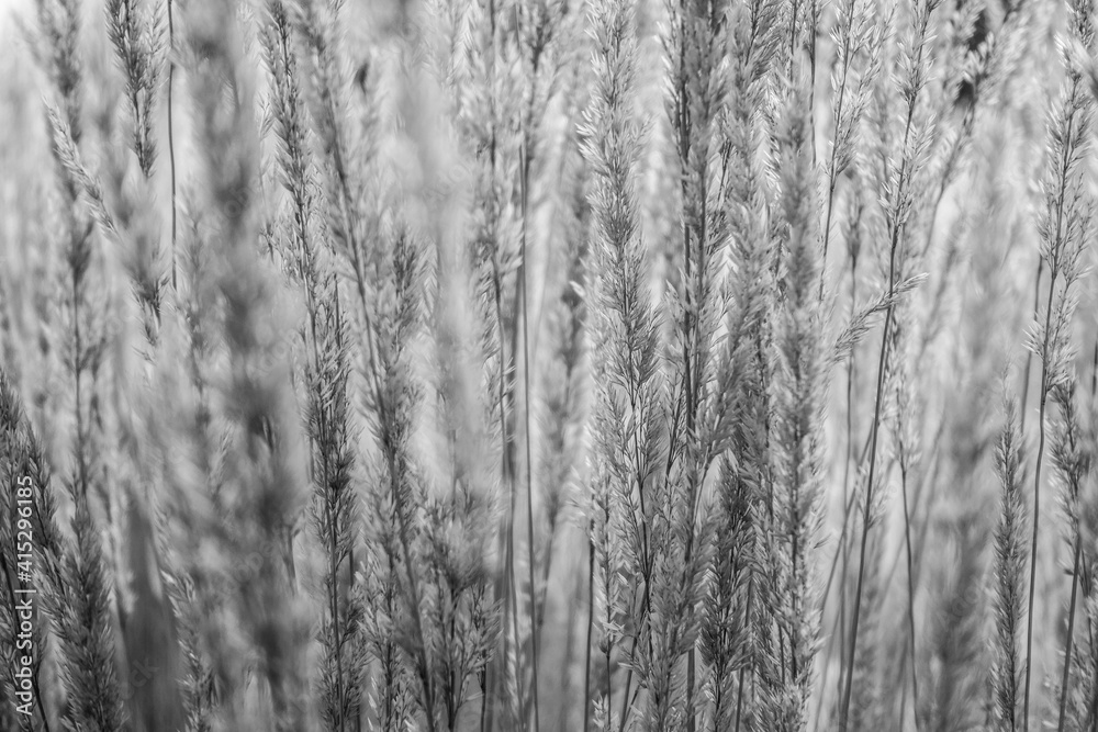 abstract view of blades of dry grass abstract view of blades of dry grass