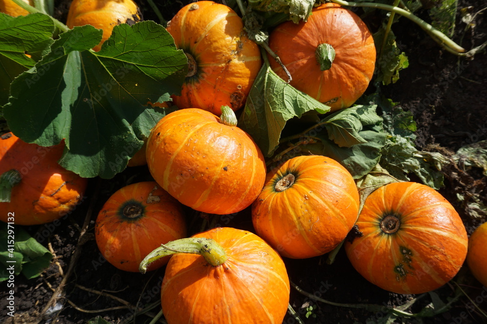 Obraz premium Orange pumpkins on the ground. Harvesting. Food. Agriculture, gardening, agronomy. Green consumption concept. Conservation of nature, ecology. Caring, love for plants.