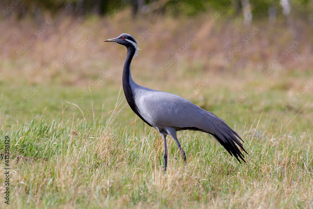 Demoiselle crane is one of the smallest cranes in Russia, it is listed in the International Red Book. 