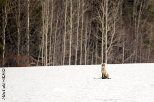 The fox, noticing people, stopped hunting mice and began to look in their direction.  photo