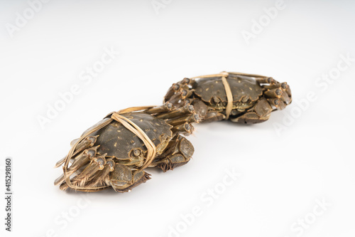 Autumn rice field crab on pure white background photo