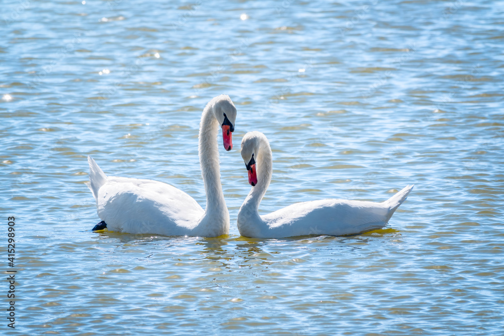 Obraz premium Mating games of a pair of white swans. Swans swimming on the water in nature. Valentine's Day background
