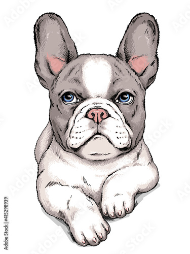 Cute french bulldog sketch. Vector illustration in hand-drawn style
