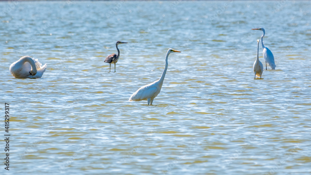 Graceful water birds, white Swan and white and grey herons swimming in the lake. Graceful water birds, white Swan and white and grey herons swimming in the lake.