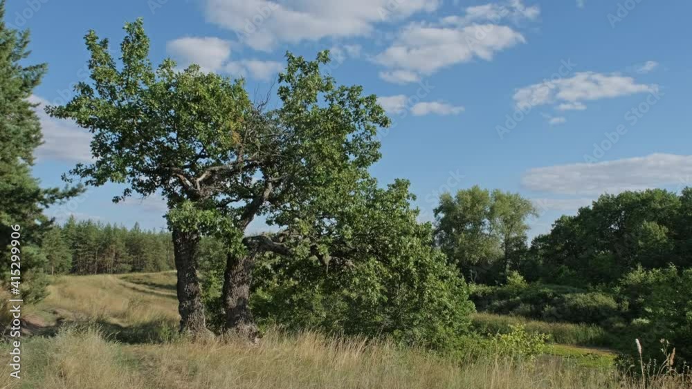 Landscape with a tree on a summer meadow, 4k Landscape with a tree on a summer meadow, 4k