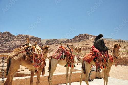 camel in the desert © Juandavid