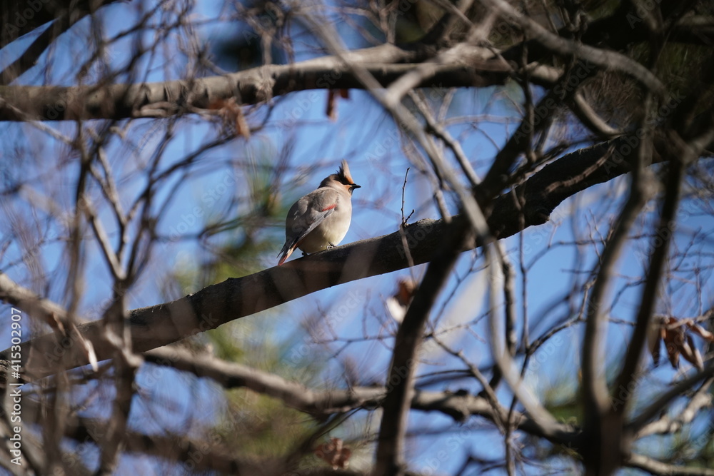 japanese waxwing on the branch japanese waxwing on the branch