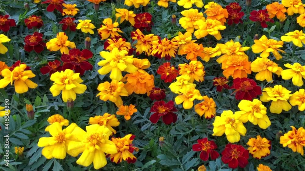 4K HD video zooming out from multi colored Marigold flowers, Tagetes, an easy to grow annual plant provide natural pest control and radiant sprays of multi-colored flowers. 

