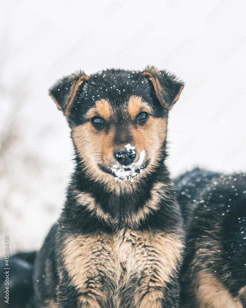 close up of a dog. portrait of cute puppy. close up of a dog. portrait of cute puppy.