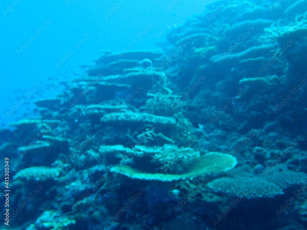 Fototapeta premium diver and reef