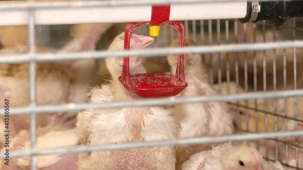 Nipple drinkers for birds. Baby chicken in poultry farm. Group of little chickens in a farm eating. On a modern poultry farm, broilers drink water and take medications for drinking
Nipple drinkers for birds. Baby chicken in poultry farm. Group of little chickens in a farm eating. On a modern poultry farm, broilers drink water and take medications for drinking