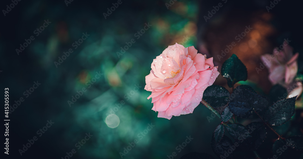 Pretty rose flower and branch from the right bottom corner of the composition photograph.