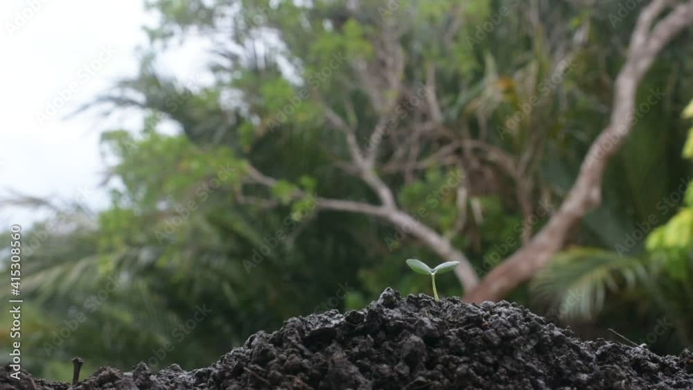 Water the plants and plant the trees growing life. Water the plants and plant the trees growing life.
