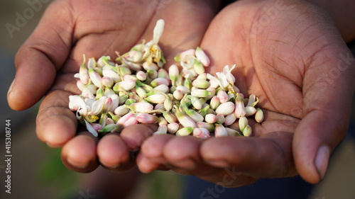 Realistic flowers of Moringa or Drumstick with organic white petals. Moringa seed, flowers and leaves of Moringa. photo