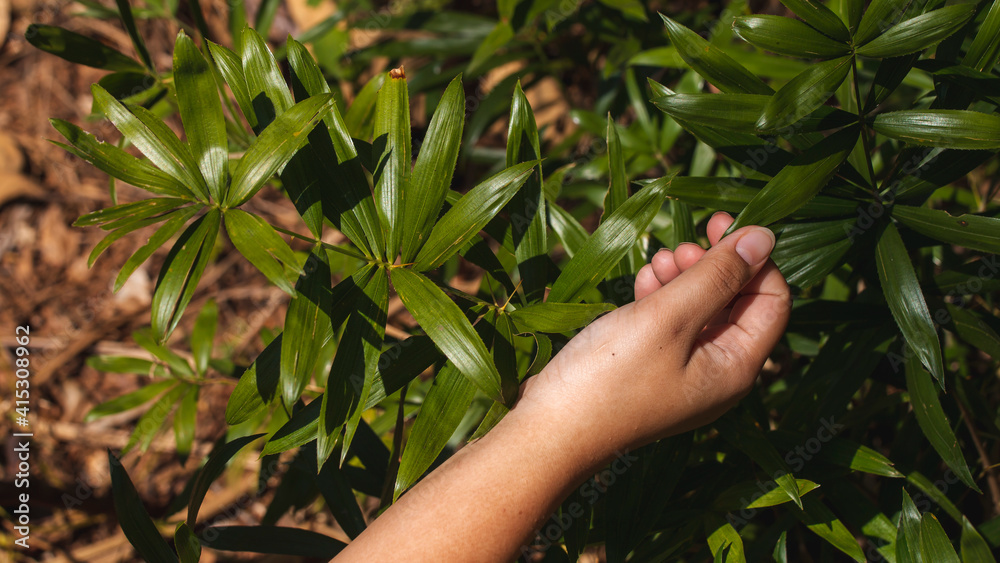 Tree leaves that are beginning to enter the summer. His hand was reaching out to touch. Tree leaves that are beginning to enter the summer. His hand was reaching out to touch.
