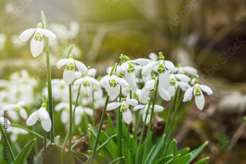 Snowdrop Galanthus nivalis in the forest close-up. Macro photography of snowdrops among fallen leaves in spring. Tender first flowers in bright sunlight. The concept of spring. Soft selective focus. © Anna Pismenskova
