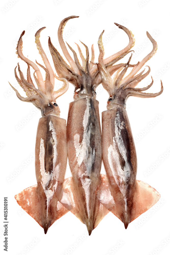 Fototapeta premium Fresh squid isolated on white background