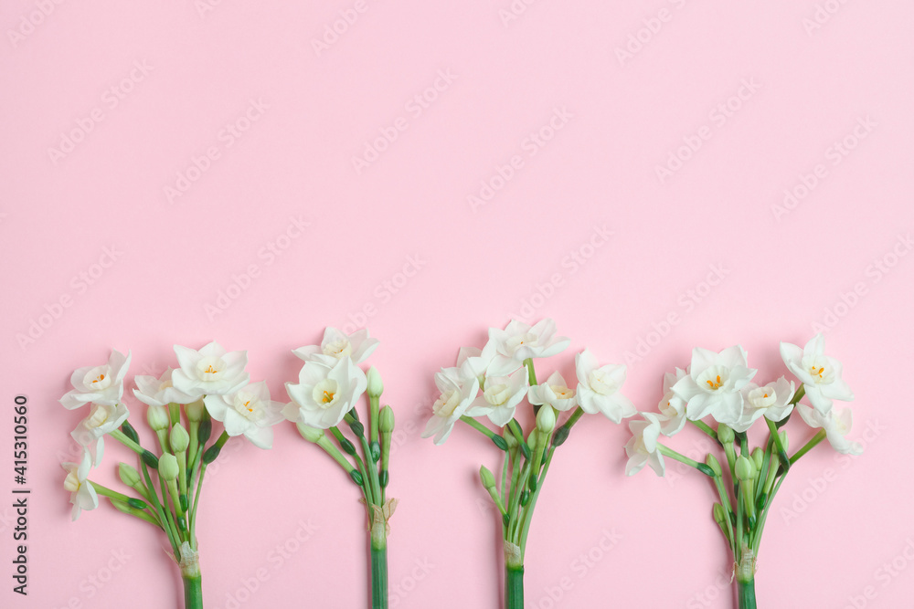 white spring narcissus flowers composition isolated on pastel pink background, copy space, flatlay, top view copy space