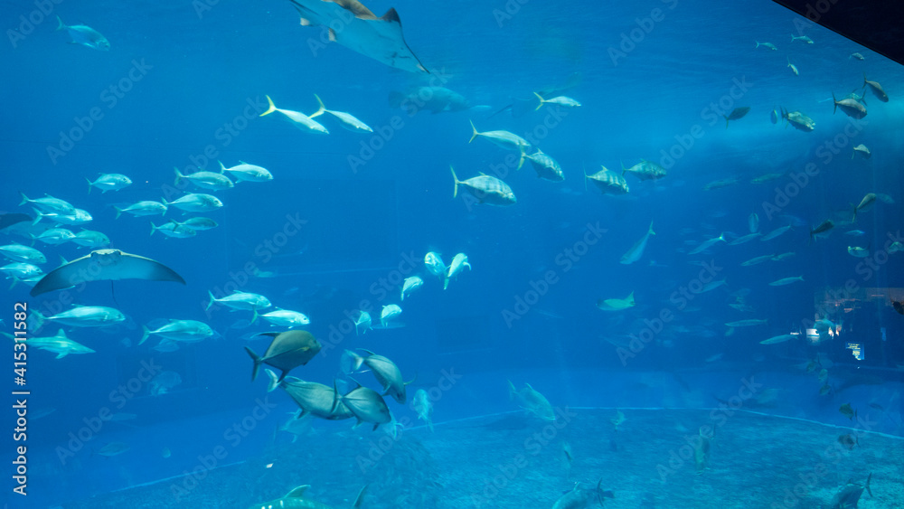 Obraz premium school of fish