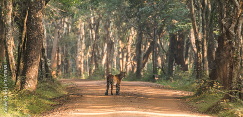 beautiful female sri lankan leopard (Panthera pardus kotiya) looking back over its shoulder standing in tree alley in picteresque setting in its natural habitat wilpattu national park sri lanka