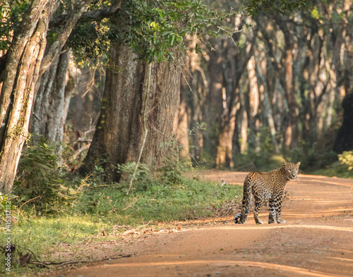 Фотография beautiful female sri lankan leopard (Panthera pardus kotiya) looking back over i