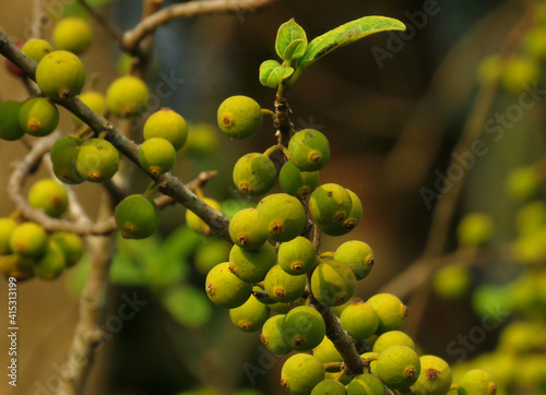 Cluster fig,Ficus racemosa, the cluster fig, red river fig or gular, is a species of plant in the family Moraceae.green Cluster fig on the tree. photo