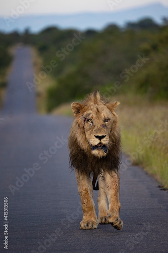 Fototapeta Naklejka Na Ścianę i Meble -  Injured/wounded lion walking down the road.