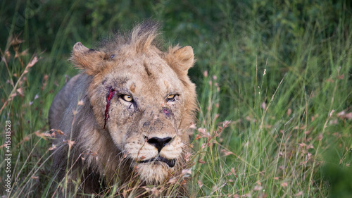 Wounded lion with blood on the face