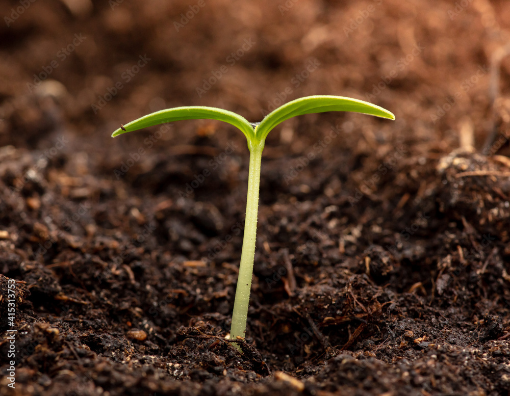 A small sprout of a cucumber in the ground in spring. A small sprout of a cucumber in the ground in spring.
