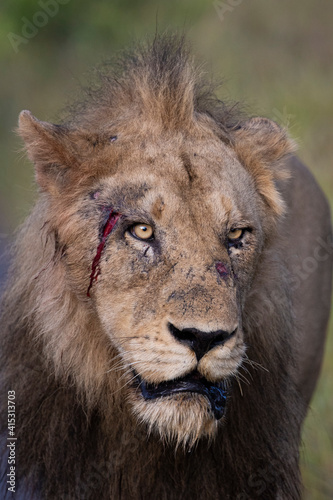 Fototapeta Naklejka Na Ścianę i Meble -  Wounded lion with blood on the face