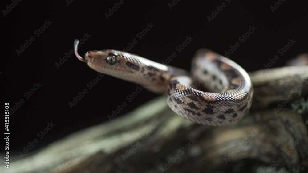A snake crawling up the trunk A snake crawling up the trunk
