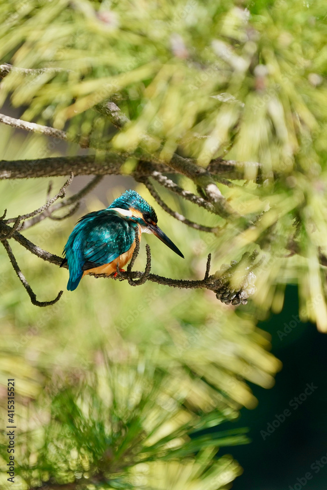 common kingfisher on the branch common kingfisher on the branch