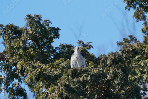 gray heron on the tree