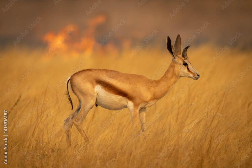 Springbok stands in grass with flames behind Springbok stands in grass with flames behind