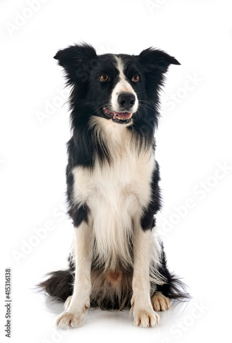 border collie in studio