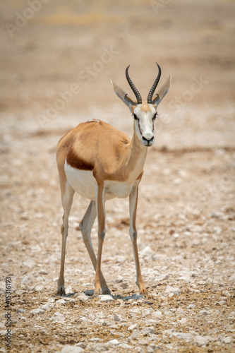 Springbok stands facing camera on rocky pan
