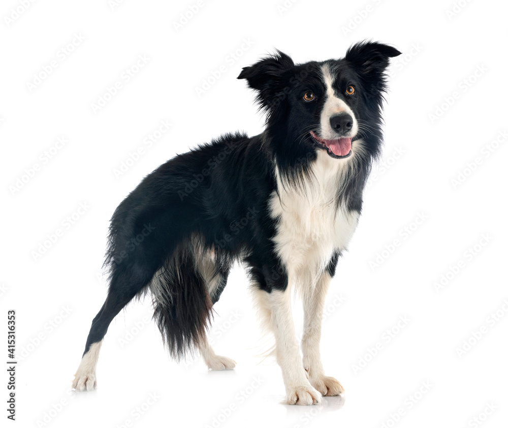 border collie in studio border collie in studio