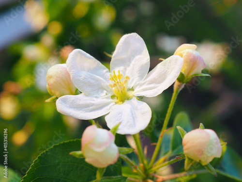 White flowers of an apple tree close up on a sunny day. Petals, pistils, stamens, buds and leaves. Blooming fruit tree in spring. Soft and delicate illustration of the beginning of summer. Macro