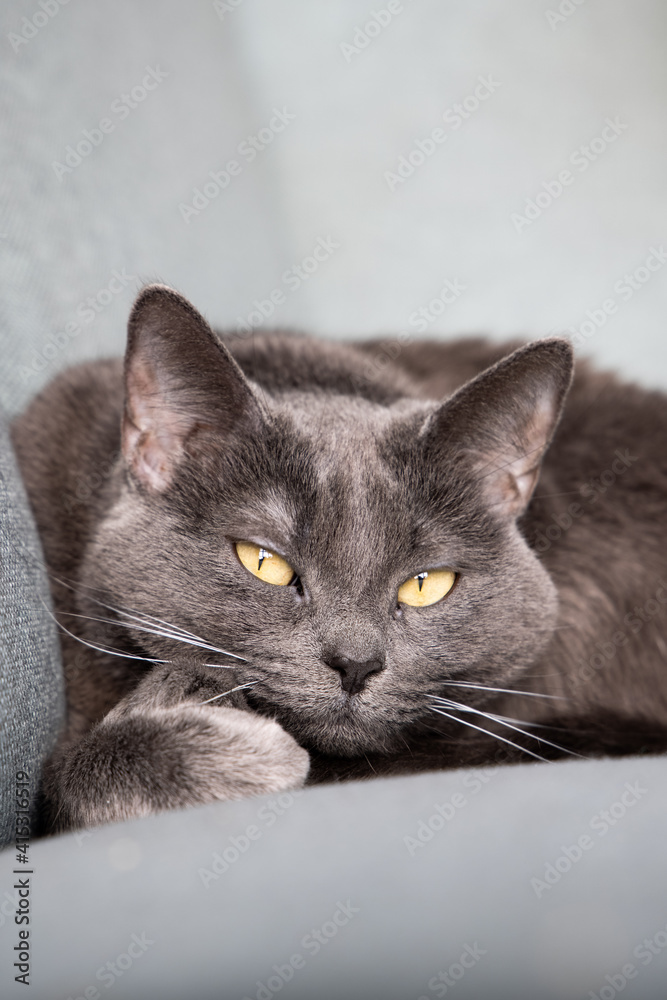 Lazy russian blue breed cat resting on the sofa. 