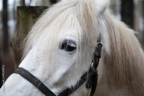 White horse on the farm. Summer spring atmosphere. Country farm.