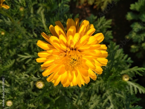 yellow flowers in the green garden