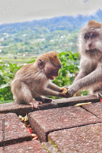japanese macaque family