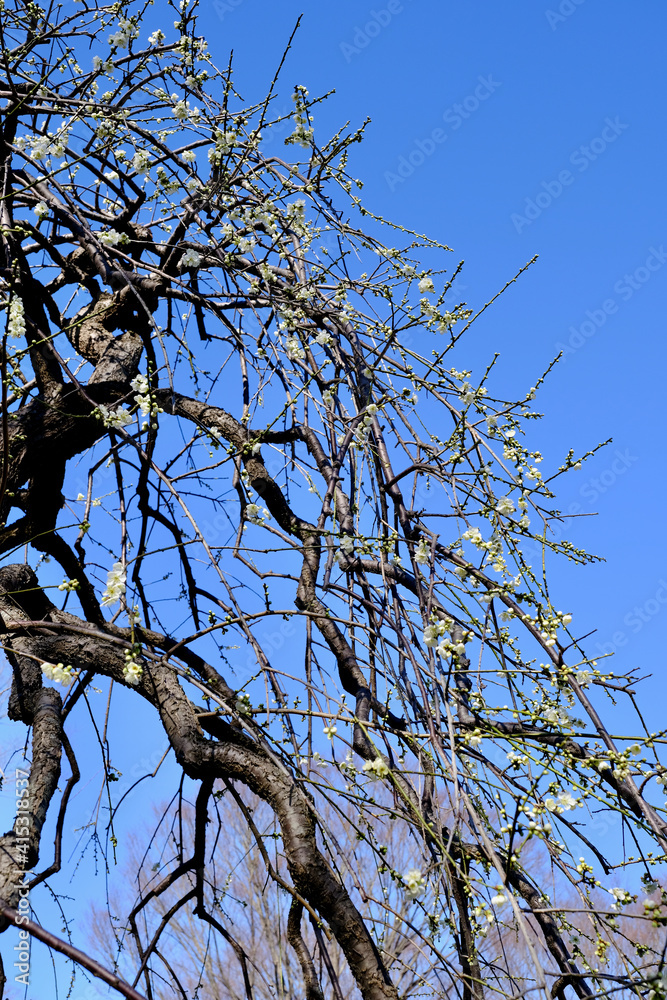 【東京】府中市郷土の森博物館の梅（春）