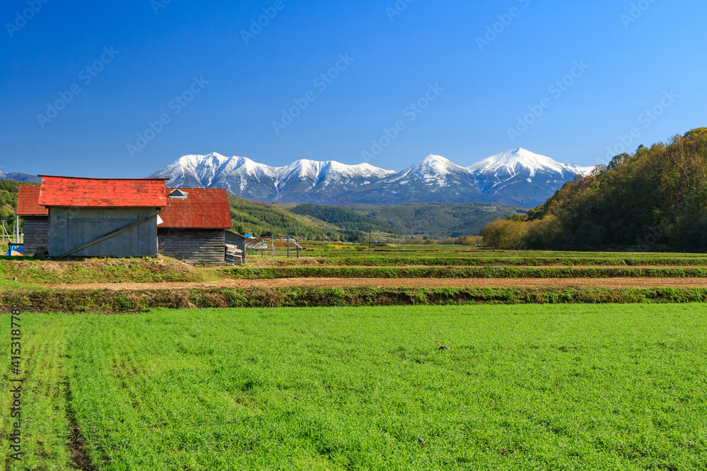 Obraz premium 美瑛 冠雪の十勝岳連峰