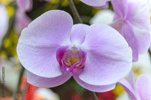 This is a set of macro shots about the natural world. The author took a photo at Saigon Zoo and Botanical Garden on the morning of February 20  2021. Content  Popularly grown orchids  Viet Nam 