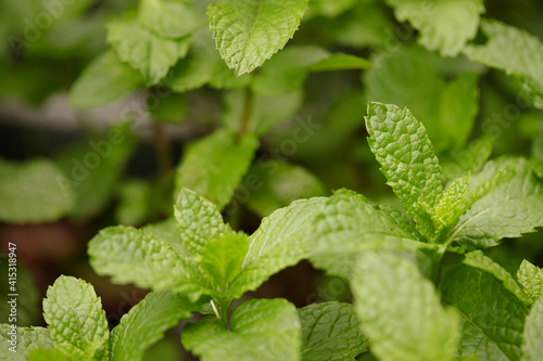 Macro photo shot of mint plant. Textured view