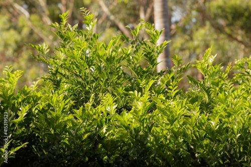 Laurel shrub or bay tree, laurus nobilis. Detail of a growing shrub dividing suburban homes with large trees in the background